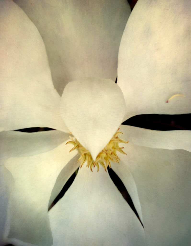 Texas Magnolia from States of Grace, Flora - A Gallery for Fine Photography