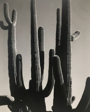Cactus, Az, 1964
