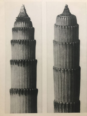 Pl. 3, Equistem heimale, 12x, Urformen der Kunst, 1928